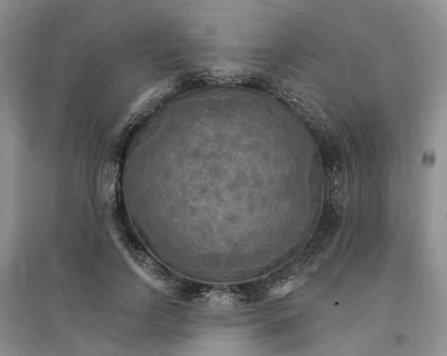 X0000096690742200802261540