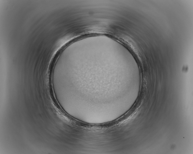 X0000096690779200802261539