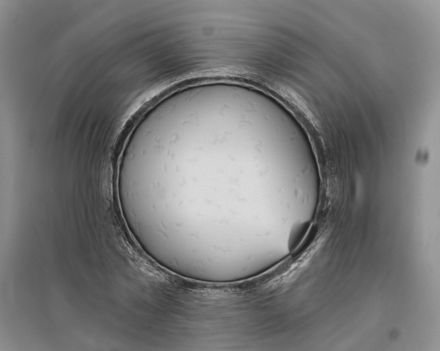 X0000096690781200802261539