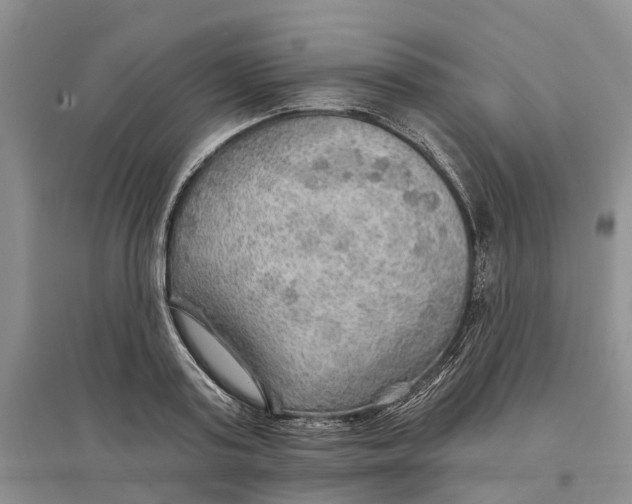 X0000096690795200802261539