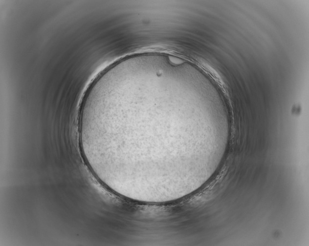 X0000096690800200802261539