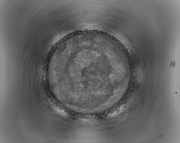 X0000096690823200802261538