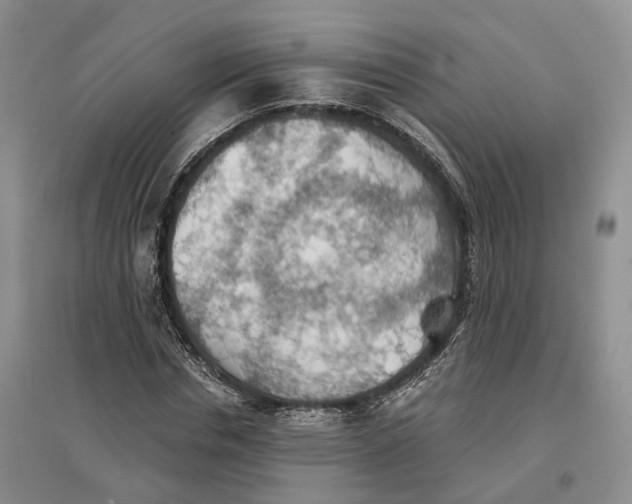 X0000096690826200802261538