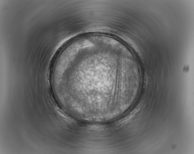 X0000096690830200802261538