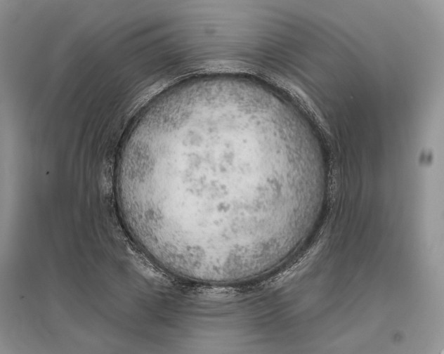 X0000096690833200802261538