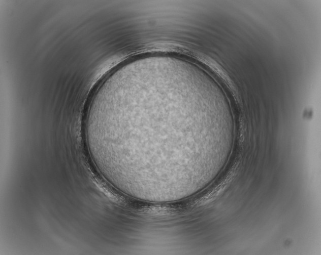 X0000096690834200802261538