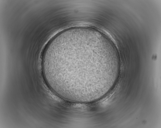 X0000096690835200802261538