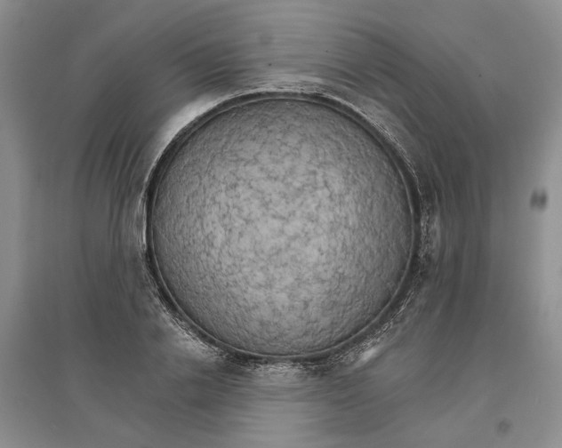 X0000096690838200802261538