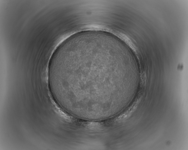 X0000096690839200802261538