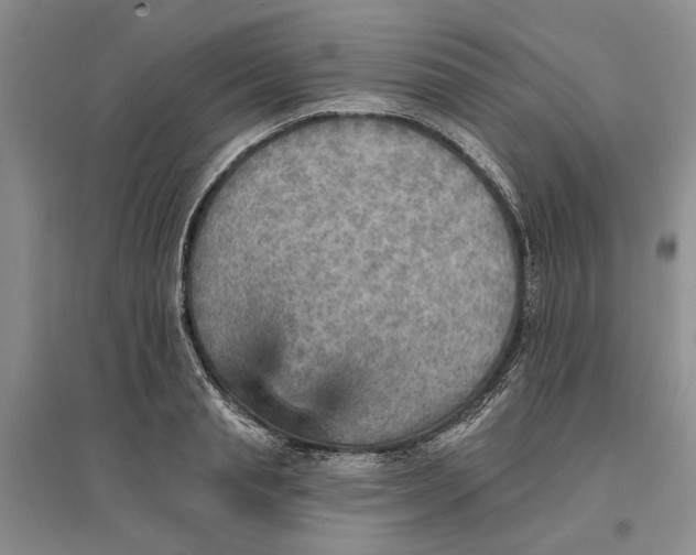 X0000096690845200802261538