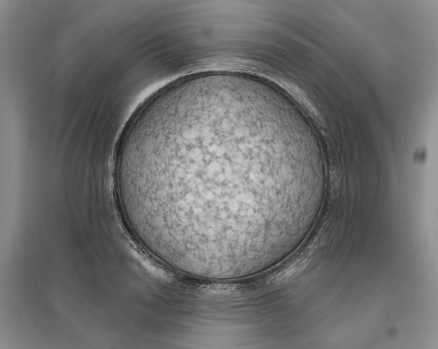 X0000096690846200802261538