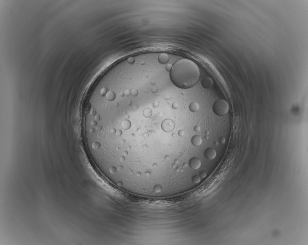 X0000096690851200802261538