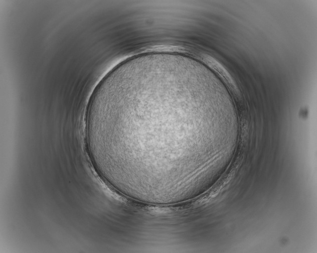 X0000096690852200802261538