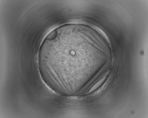 X0000096690855200802261538