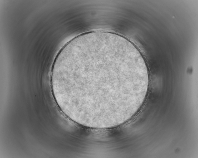 X0000096690856200802261538