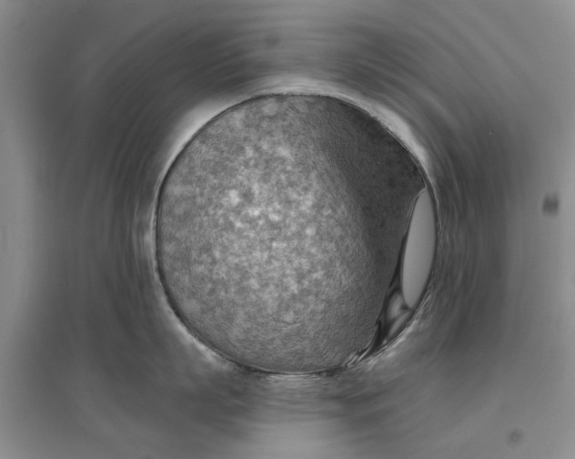 X0000096690863200802261539