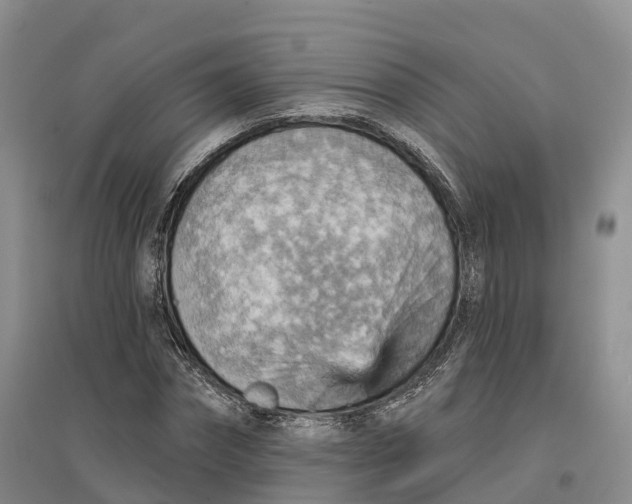 X0000096690874200802261538