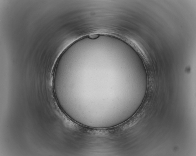 X0000096690900200802261537