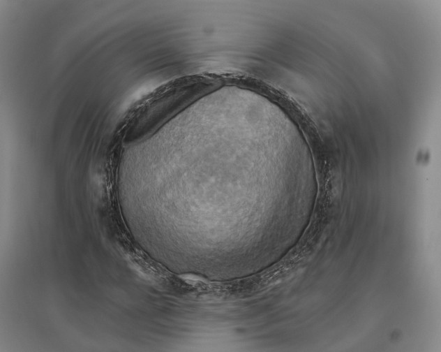 X0000096690920200802261536