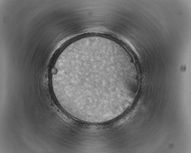 X0000096690923200802261536