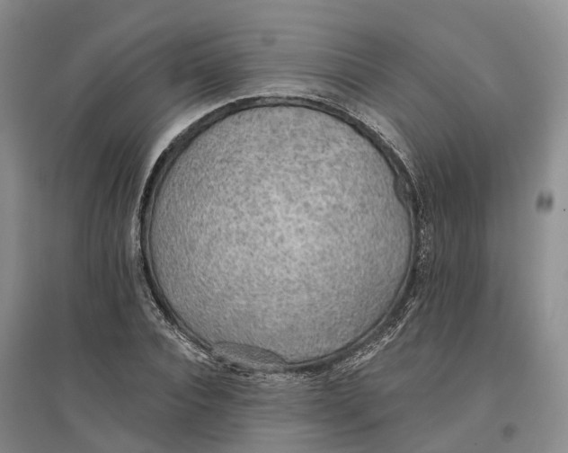 X0000096690928200802261536