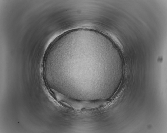 X0000096690944200802261537