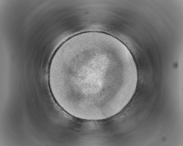 X0000096690950200802261537