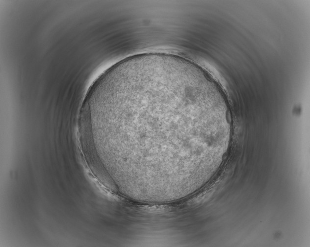 X0000096690952200802261537