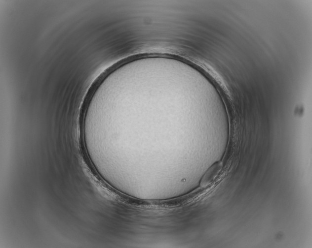 X0000096690980200802261536