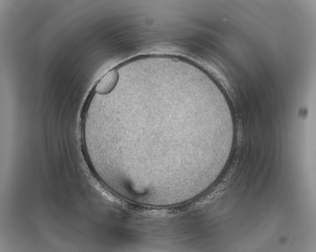 X0000096690990200802261536