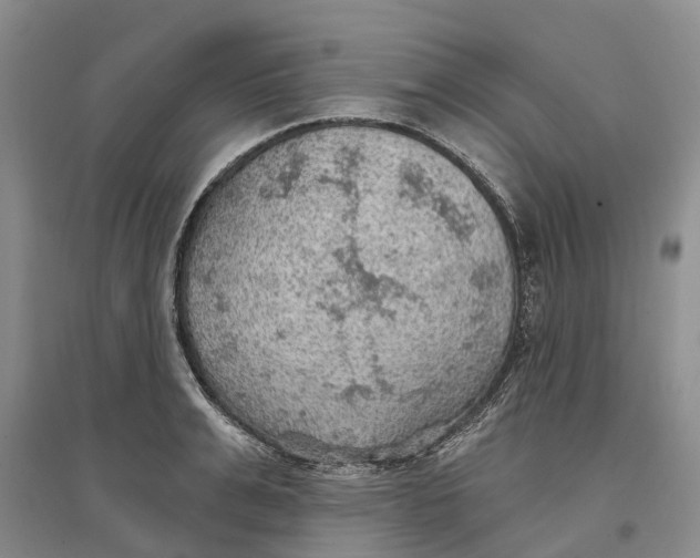 X0000096690991200802261536