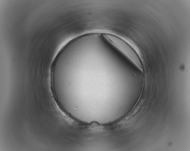 X0000096691006200802261535