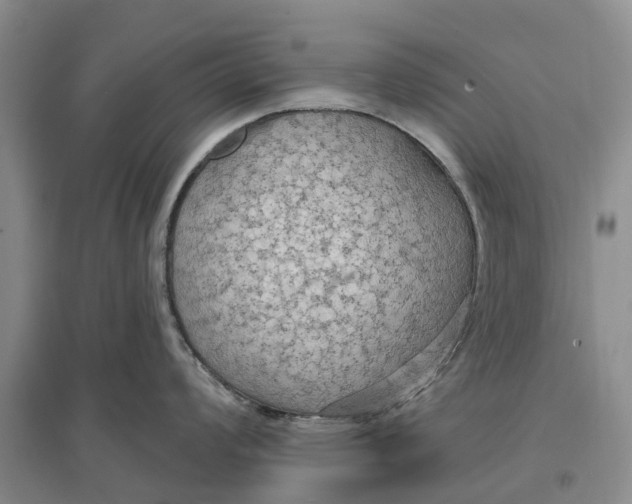 X0000096691008200802261535