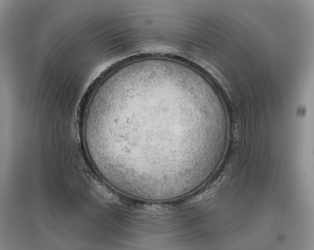 X0000096691022200802261535