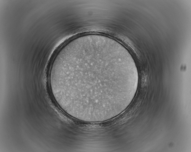 X0000096691024200802261535