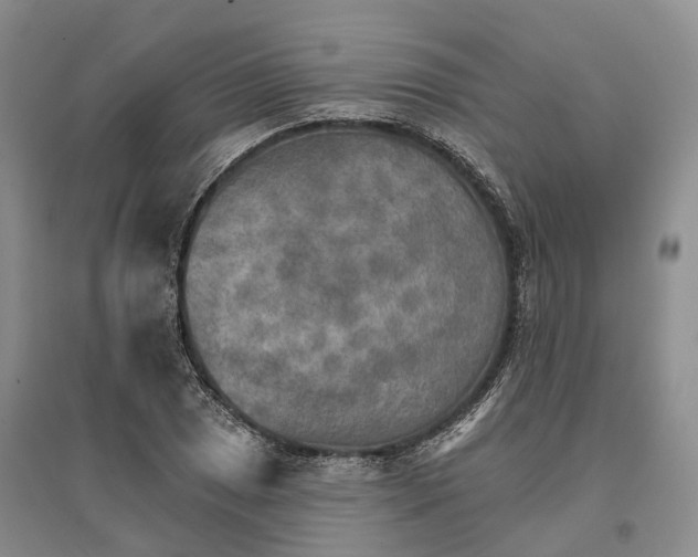 X0000096691025200802261535