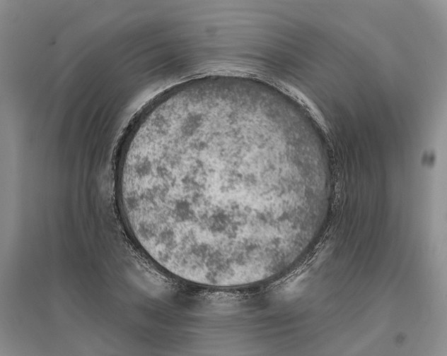 X0000096691027200802261535