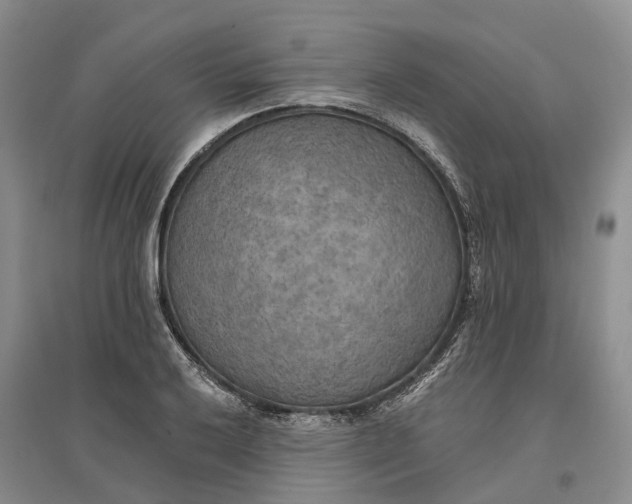 X0000096691032200802261535