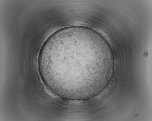 X0000096691039200802261535