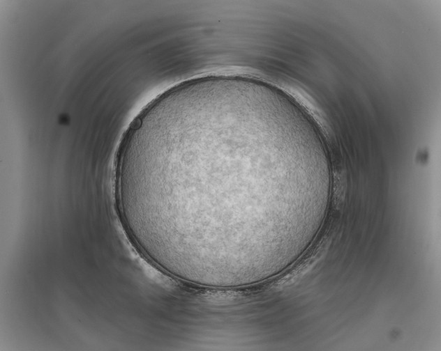 X0000096691046200802261535