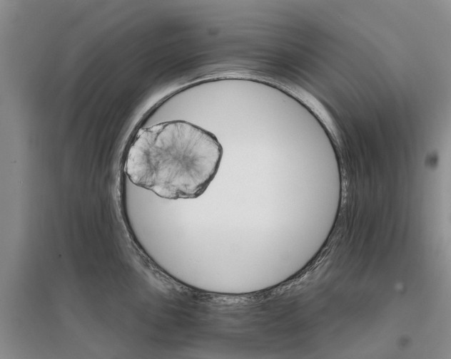 X0000096691051200802261535