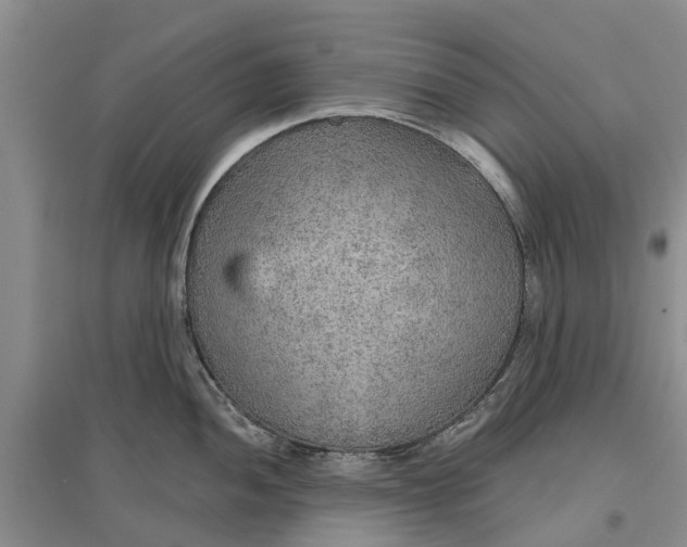 X0000096691052200802261535