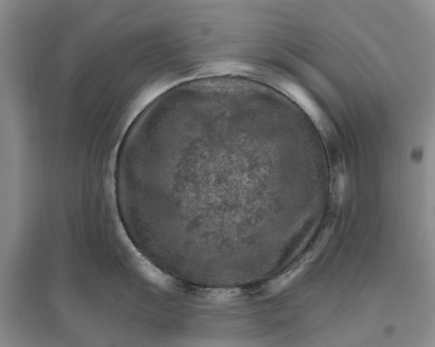 X0000096691055200802261535