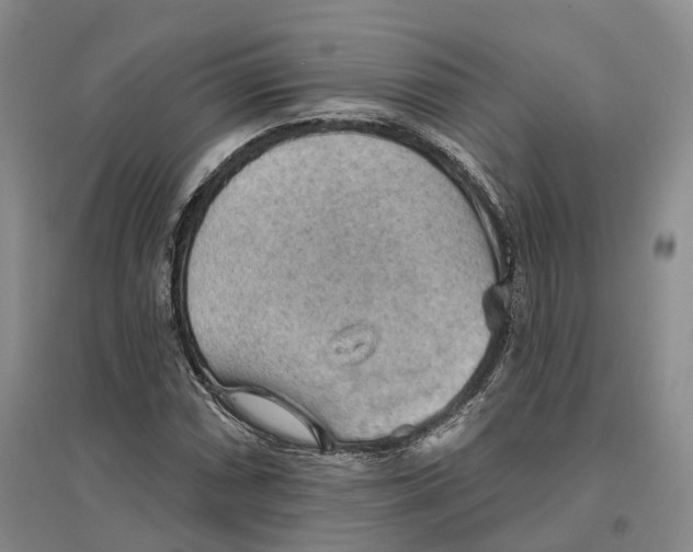 X0000096691066200802261535