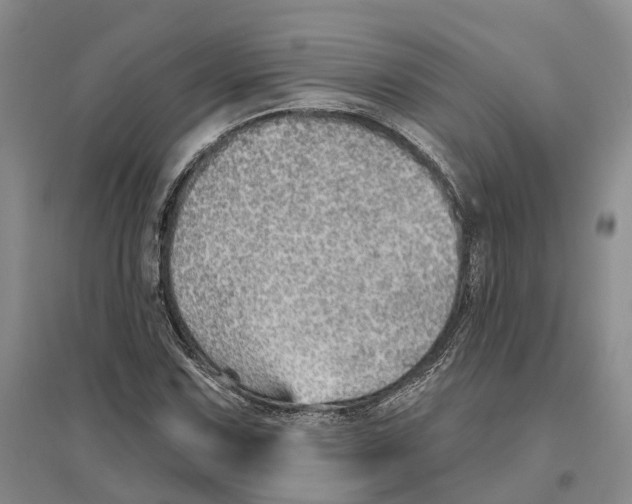 X0000096691067200802261535