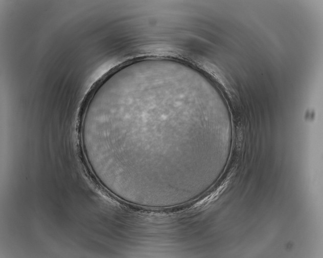 X0000096691071200802261534