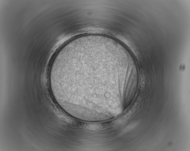 X0000096691074200802261534