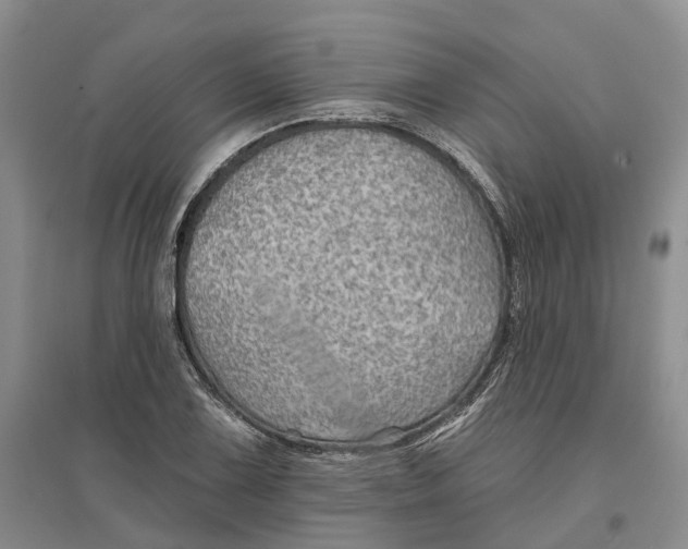 X0000096691075200802261534