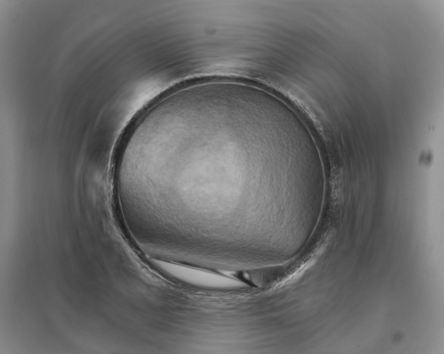 X0000096691077200802261534