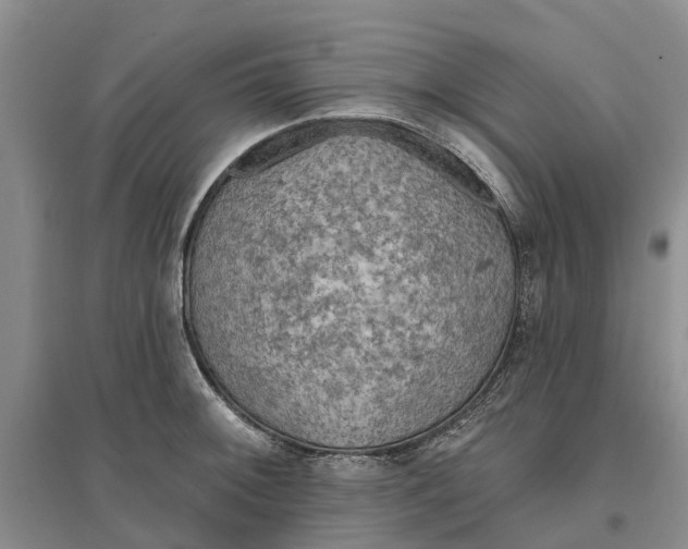 X0000096691092200802261534